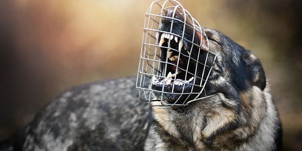 Dog wearing a muzzle showing teeth.