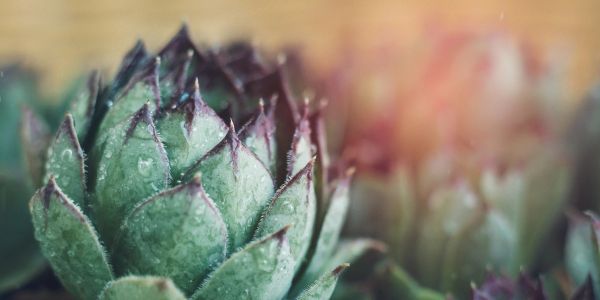 Close-up of a succulent plant with water droplets and soft sunlight.