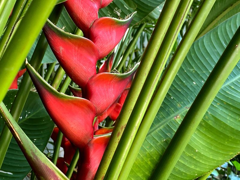 Tropical Flower original from South America also known as Macaw Flower or Platanillo