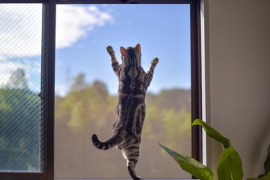 A tabby cat stretching on a window screen with a scenic outdoor view.