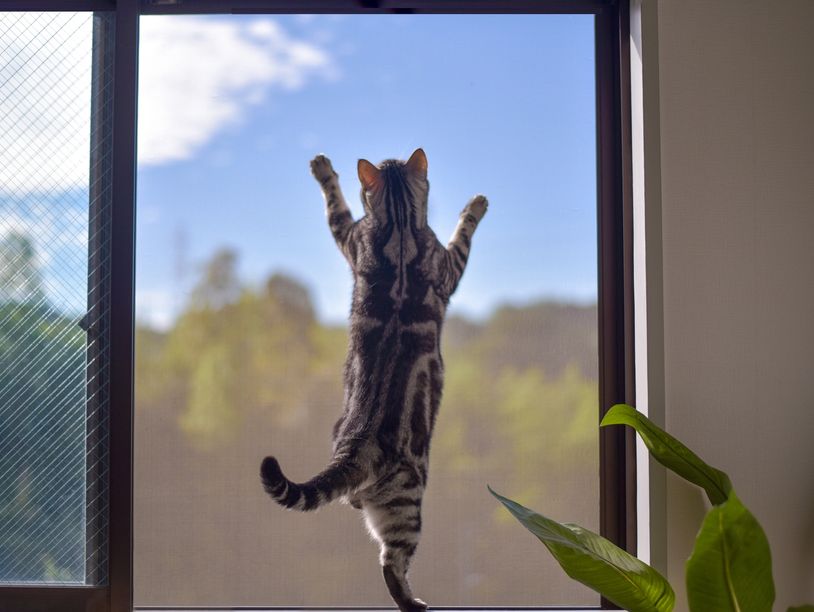 cat climbing on screen