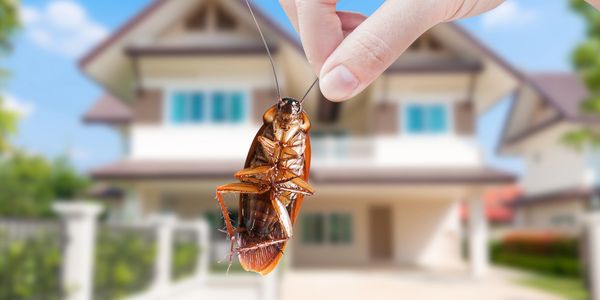 A person holding a roach.