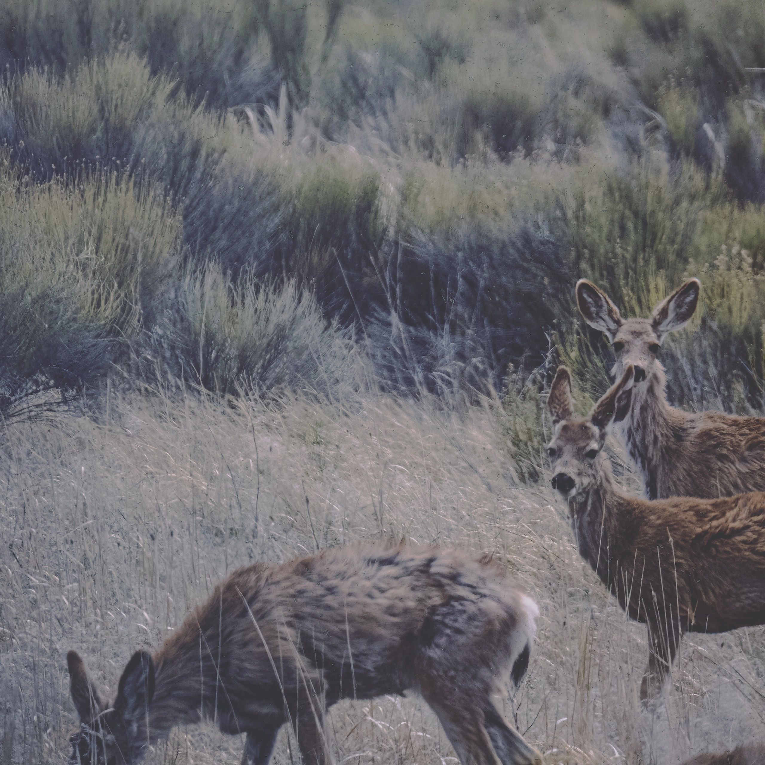 Three deer in a grassy and bushy natural area.