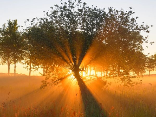 Sunlight radiates through a tree in a misty field at sunrise.