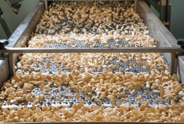 Orecchiette pasta drying on a conveyor.