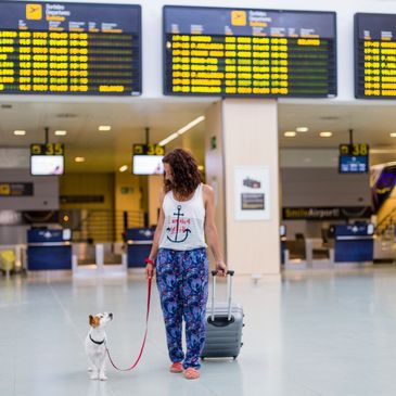 Woman walking a dog with luggage in an airport terminal.