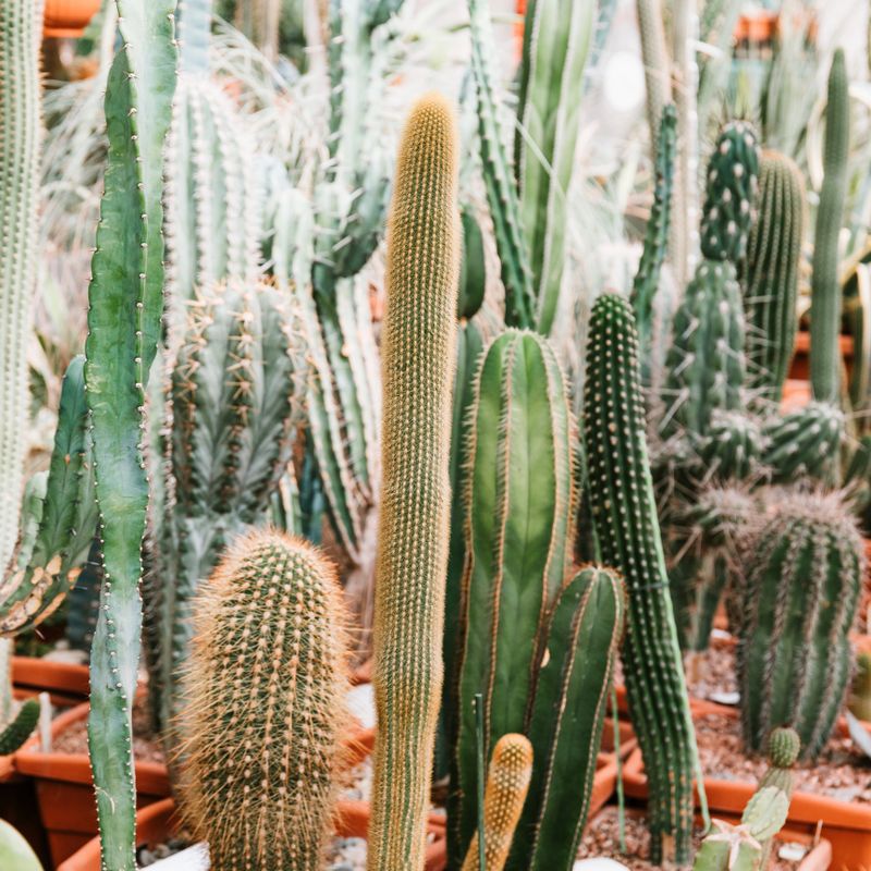 Different kinds of cacti in a greenhouse.