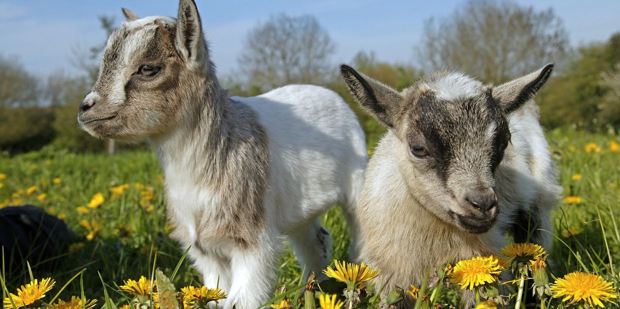 Two young goats surrounded by dandelions