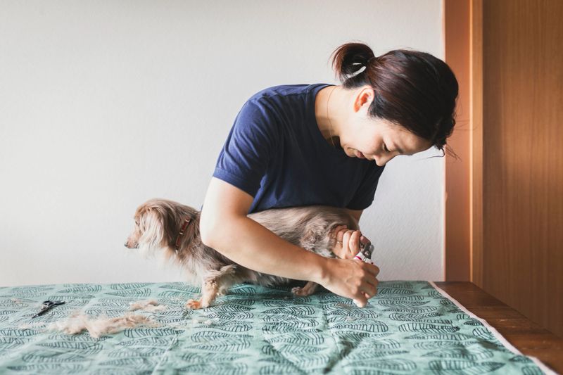 Asian woman cutting her miniature dachshund's nail in the living room.
