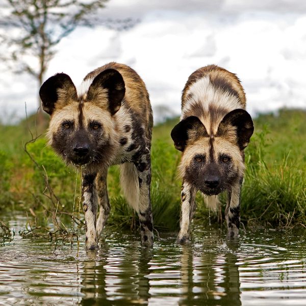 Two African wild dogs drinking water from a waterhole in the wild.