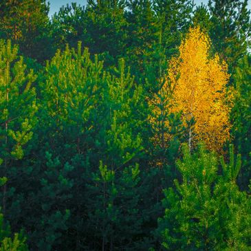 A single yellow tree stands out among green pine trees in a forest.
