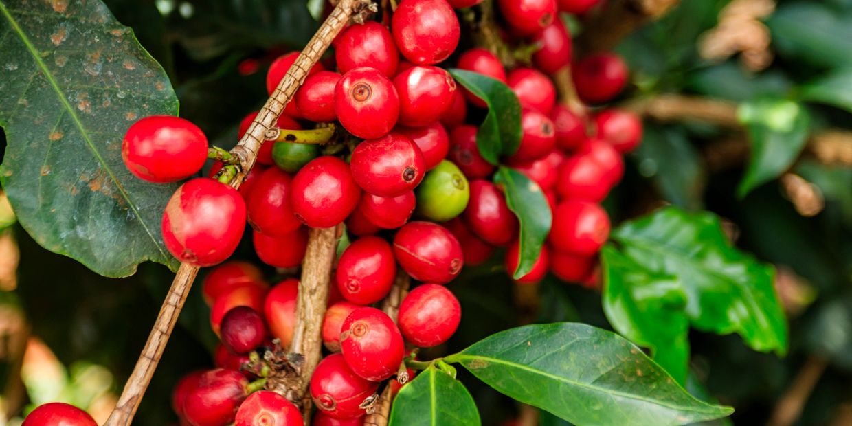 Bright red coffee cherries growing on a coffee plant with green leaves.