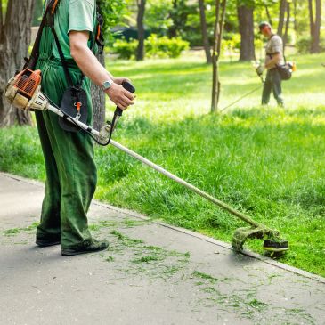 Workers trimming grass with brush cutters in a park.