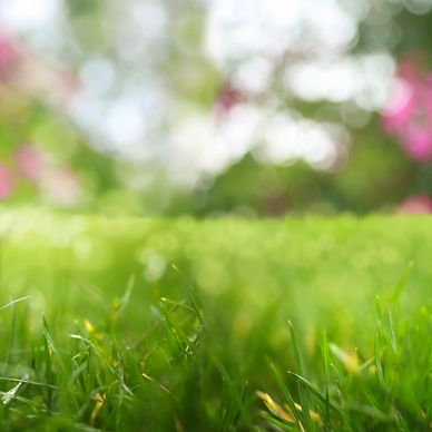 Close-up of green grass with blurred pink and green background.