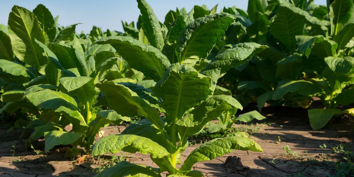 Green tobacco plants growing in a field under sunlight.
