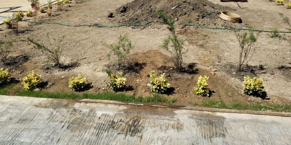 A garden with young plants and a hose on dry soil near a concrete path.