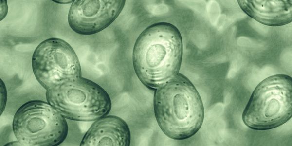 Microscopic view of cells undergoing division in a greenish environment.
