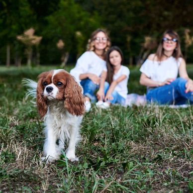 Three Cavalier puppies sitting in a row on a wooden porch. Cavalier Puppies for sale near me