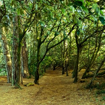 Sunlit forest path with green trees.