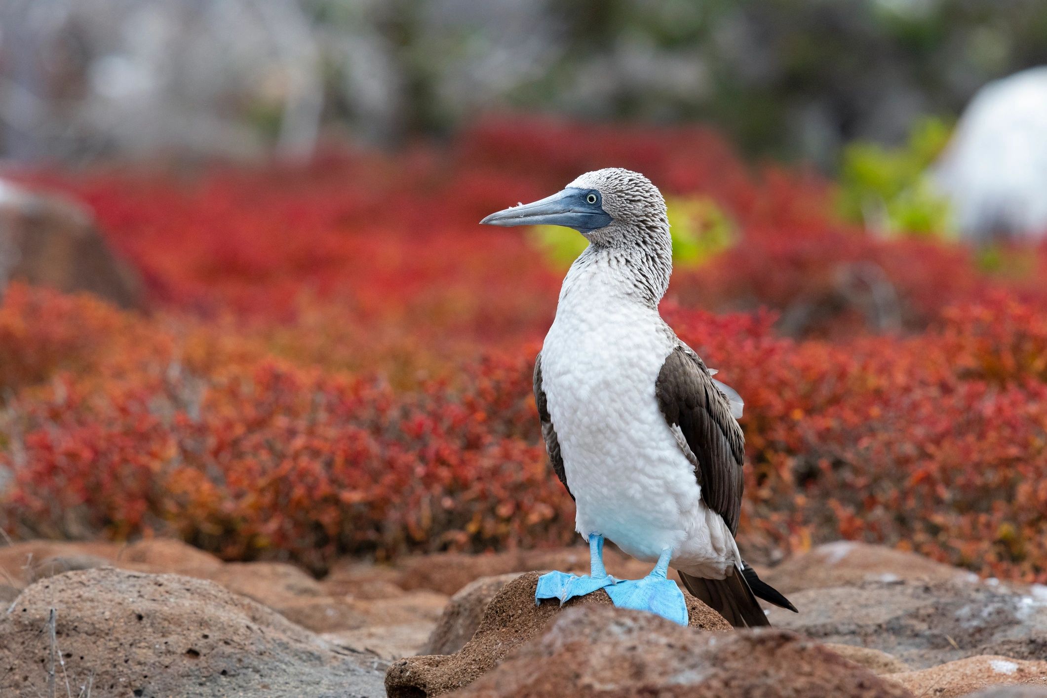 Swimming with Sea Turtles, Sea Lions & Sharks – Galapagos