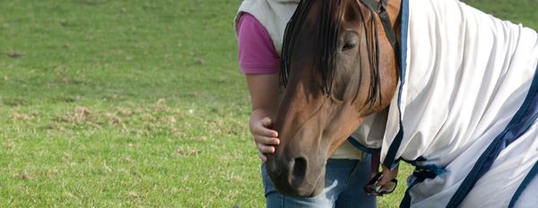 Person gently hugging a brown horse on a green field.