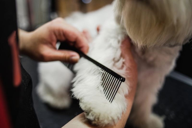 A beautiful little dog enjoys a dog beauty salon while a beautician brushes and trims the fur.