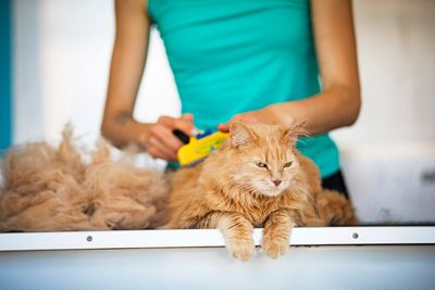 un chat se fait brosser