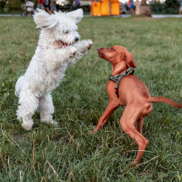 Two dogs playfully interacting on a grassy field during the day.