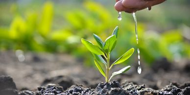 Hand watering a small plant seedling in soil.
