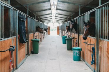 A row of horse stalls with horses looking out.