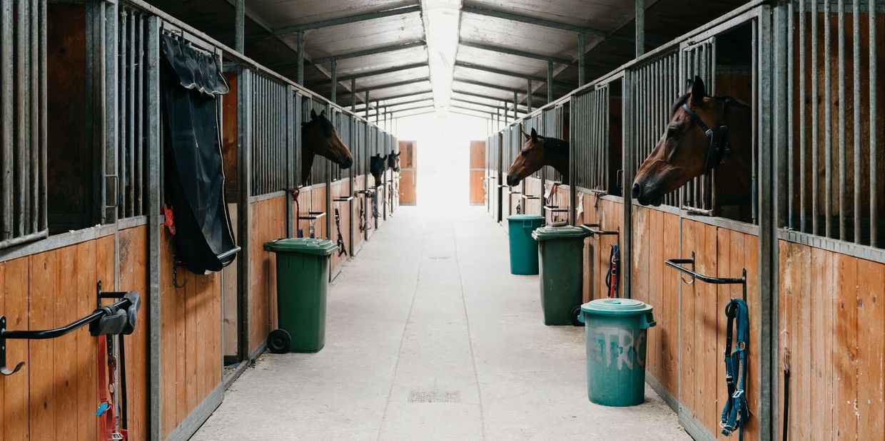 Horses peeking out from wooden stable stalls inside a barn.
