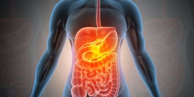 Illustration of the human digestive system highlighting stomach and intestines.