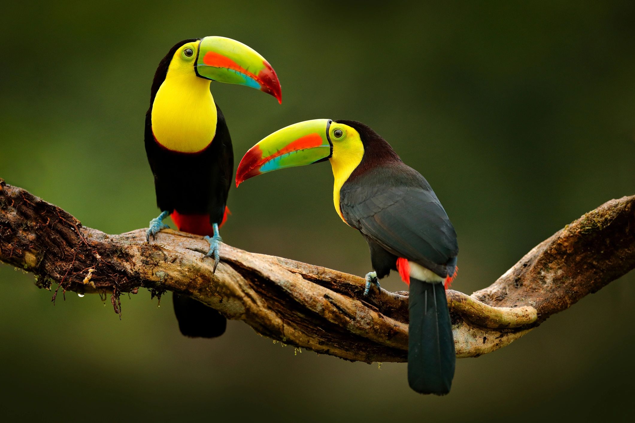 Discover Costa Rica's Waterfalls & Nature vacation packages tours arebak