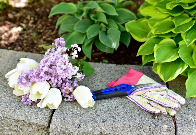 Outdoor garden setting with garden tools and pruning fresh flowers on gorgeous sunny summer afternoon