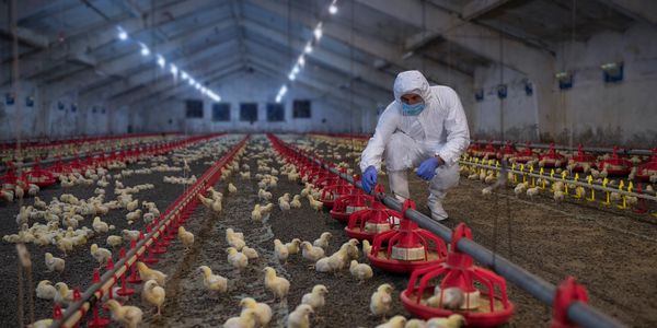 Bio-Security for Livestock Facilities