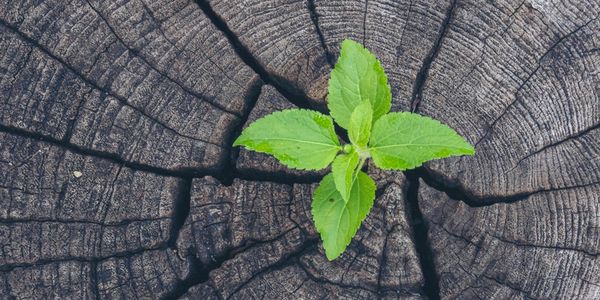 Professional Tree stump removal in Brooksville
Backyard Stump Removal 
Brooksville stump expert