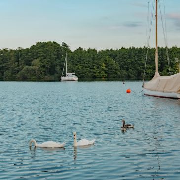 Swans swimming near anchored boats on a calm lake.