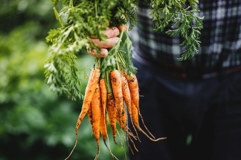 Close-up of hand of a senior man holding freshly harvested carrots. Elderly person's hands holding bunch of carrots in the farm.