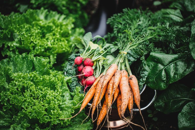 Top view of freshly harvested radish, carrots, and kale cabbage. Close-up of homegrown produce harvested in the garden.