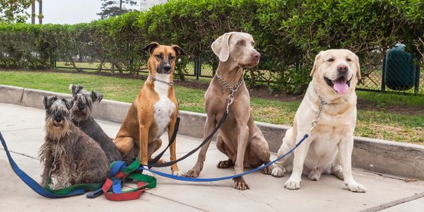 Five dogs of different breeds sitting on a sidewalk with leashes.