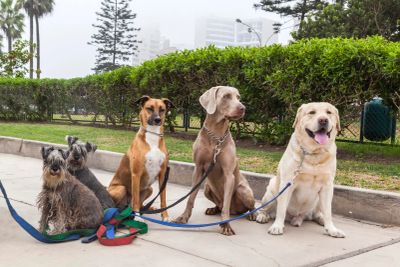 Four dogs sitting patiently in a park.