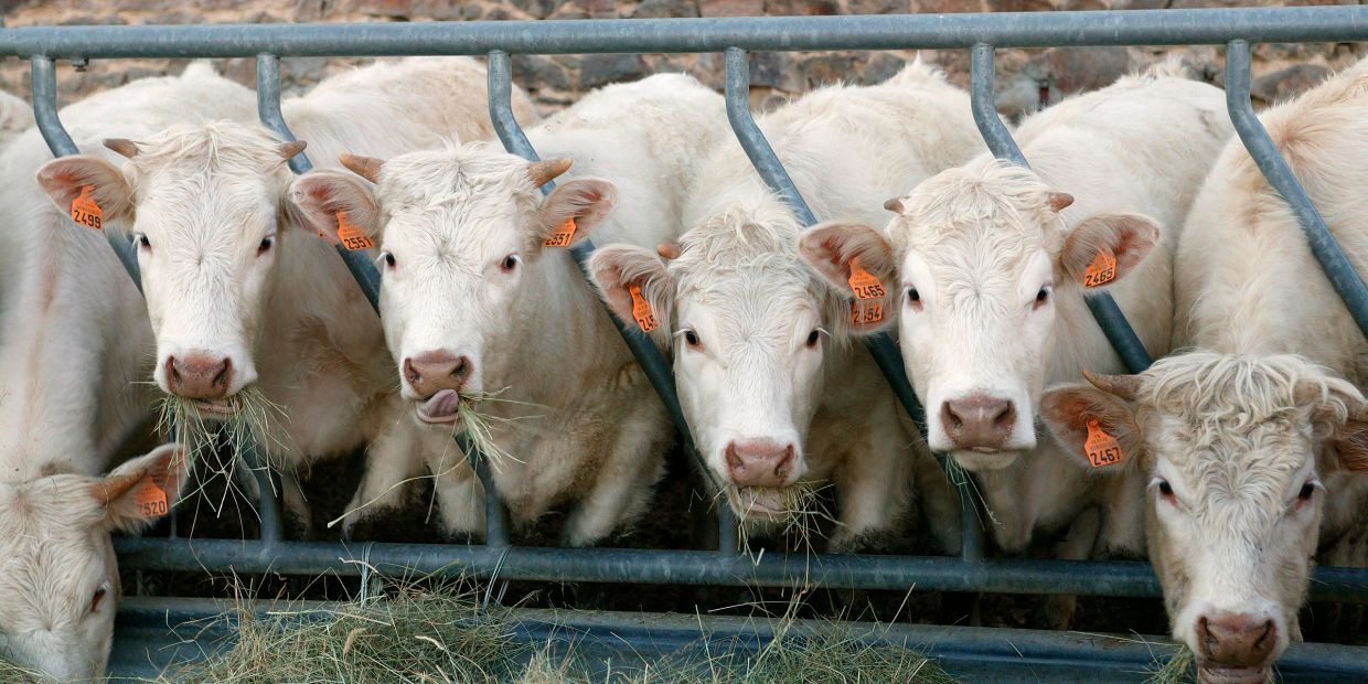 White cows eating hay behind a metal fence in a farm setting.