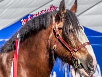 Brown horse with decorated mane.