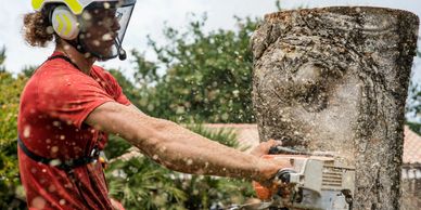 Cutting down tree for defensive space