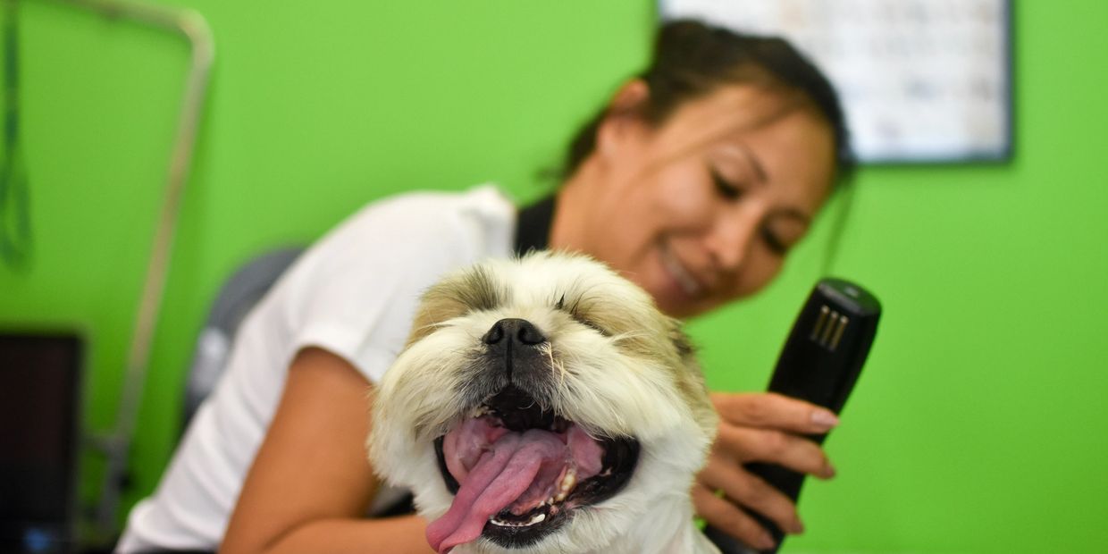 Happy dog being groomed by a smiling woman.