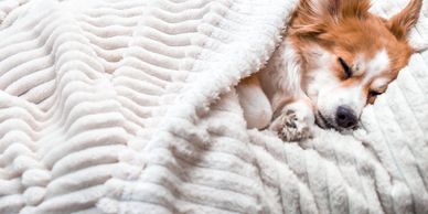 Dog sleeping under a cozy blanket.
