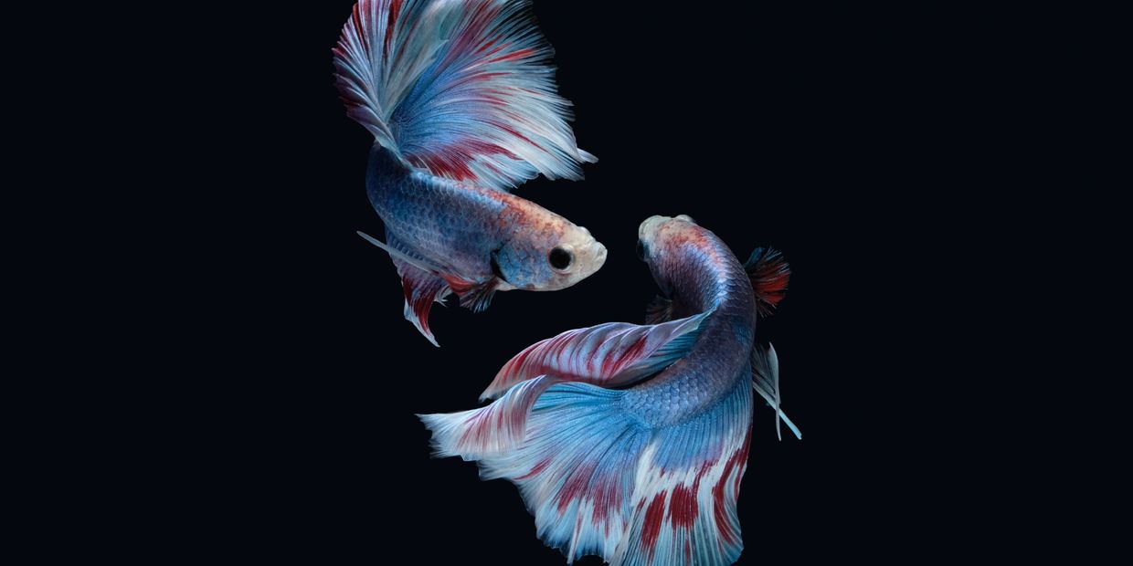 Two vibrant blue and red betta fish swimming against a black background.