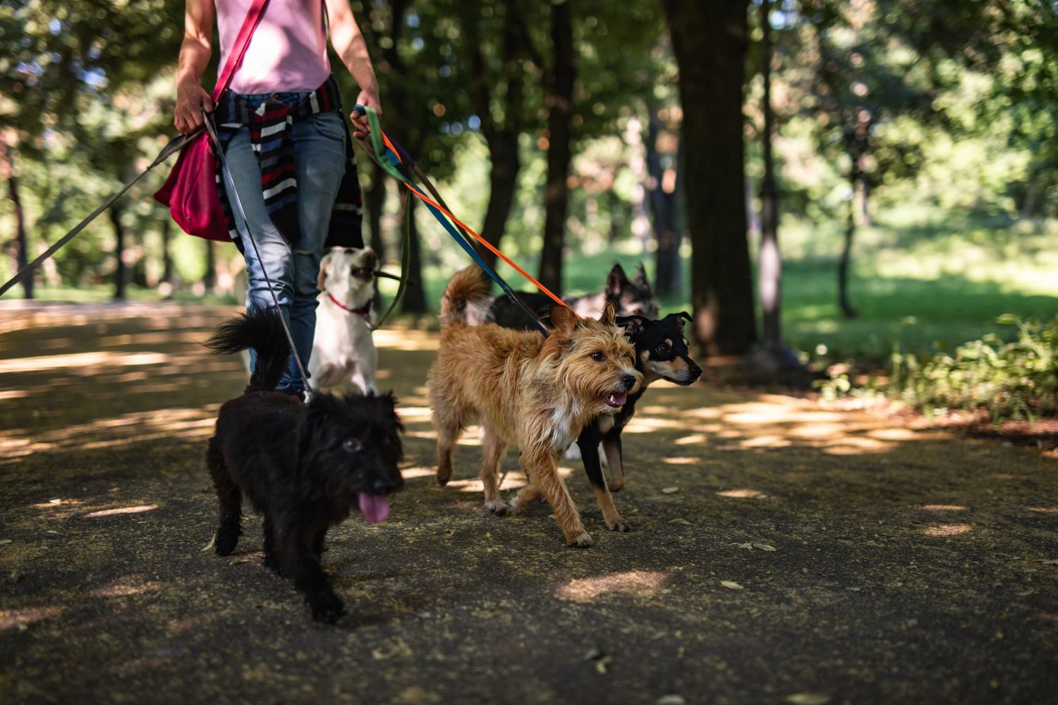 Person walking four dogs on leashes in a shaded park path.