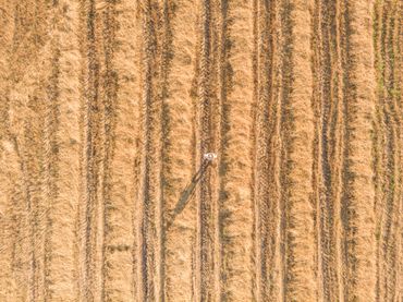 Aerial view of a person standing in a dry harvested field with golden crops.