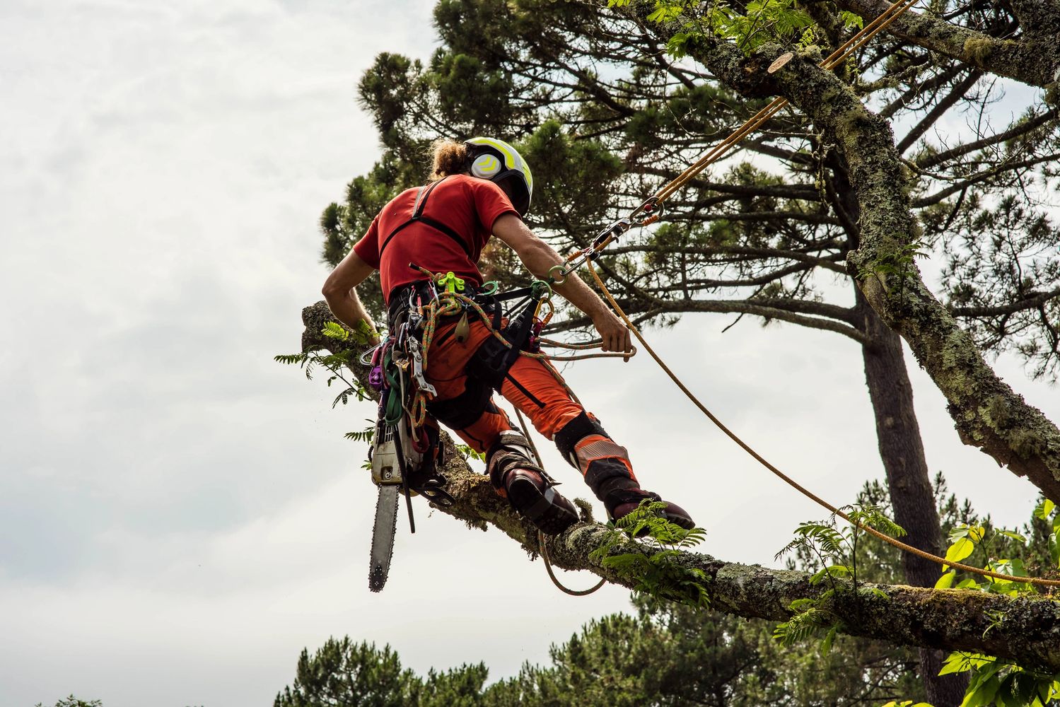 Tree worker in safety gear using a chainsaw while secured with ropes on a tree branch.